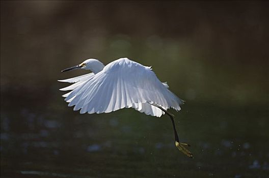 雪鹭,飞起,国家野生动植物保护区,萨尼伯尔岛,佛罗里达
