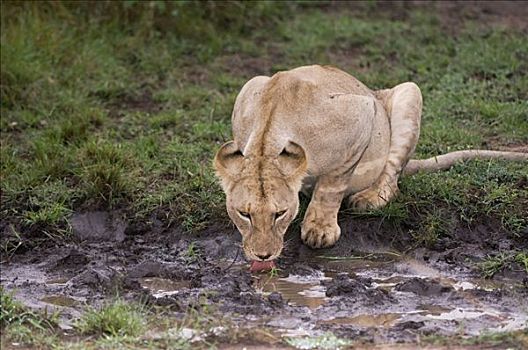 母狮,狮子,饮用水,马赛马拉国家公园,肯尼亚,东非