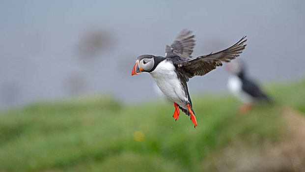 角嘴海雀,飞跃,生物群,冰岛,欧洲