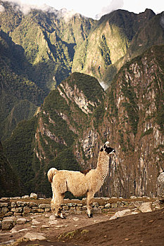 羊驼,马丘比丘,秘鲁