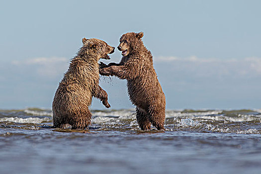 大灰熊,棕熊,幼兽,打闹,浅水,克拉克湖,国家公园,阿拉斯加
