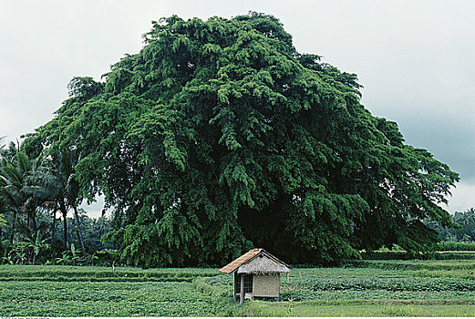 小屋,地点,靠近,树,巴厘岛,印度尼西亚
