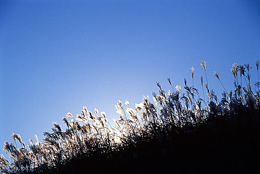 野花