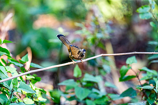 生活在中国西南阔叶林带森林中的灰翅噪鹛鸟