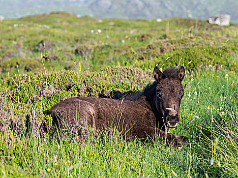 小马,稀有,岛,外赫布里底群岛,苏格兰,六月,大幅,尺寸
