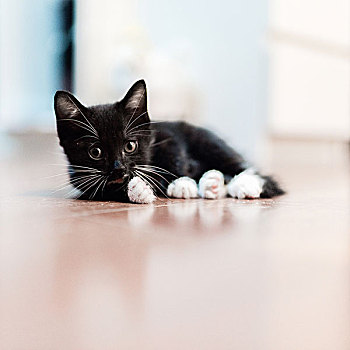 黑白猫