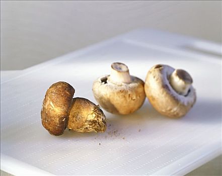 蘑菇,白色,案板
