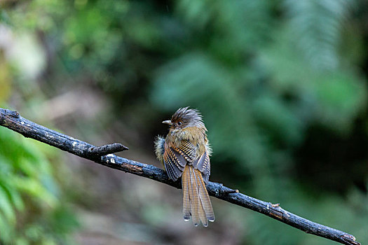 生活于中国西南湿润山地林的锈额斑翅鹛