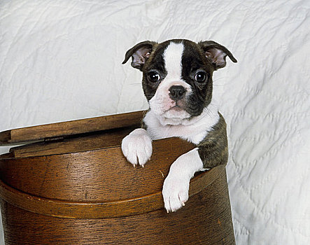 波士顿犬,小狗,木质,容器