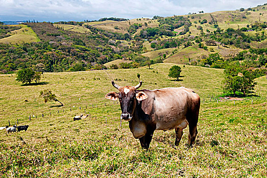 草,牛,哥斯达黎加