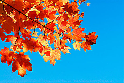 红色,秋天,枫树,蓝天背景