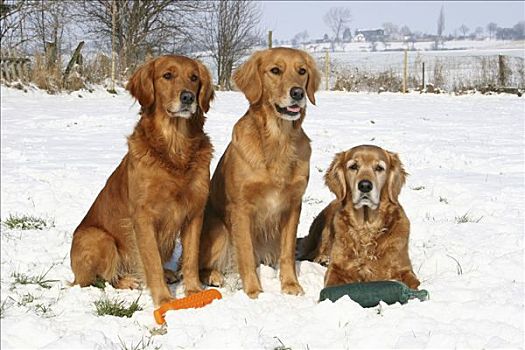 三个,金毛猎犬,母狗,坐,卧,雪地