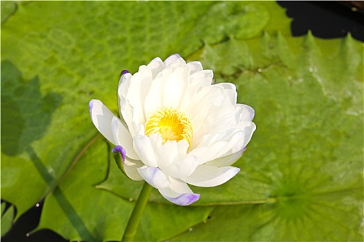 荷花,莲花,水塘