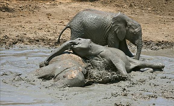 肯尼亚,查沃,东方,幼兽,大象,享受,泥,沐浴,重要