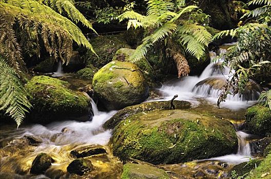 溪流,亚拉山国家公园,维多利亚,澳大利亚