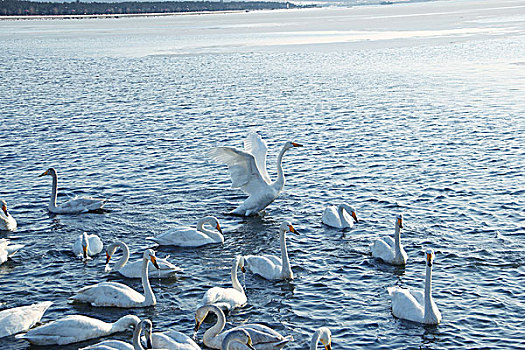 威海天鹅湖中的天鹅群