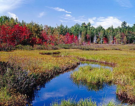 美国,缅因,州立公园,淡水,湿地,草,秋天,硬木