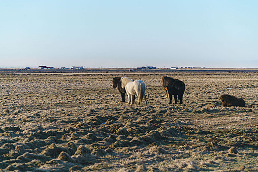 冰岛冬天草原上的冰岛马