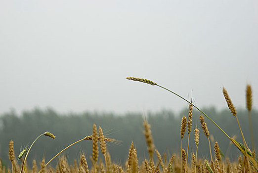 河北涞水麦穗