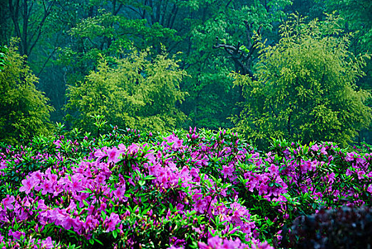 杜鹃花开