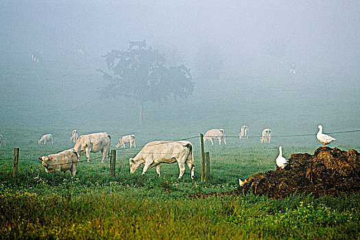 法国,上诺曼底,草地,鹅,肥料,堆积,晨雾