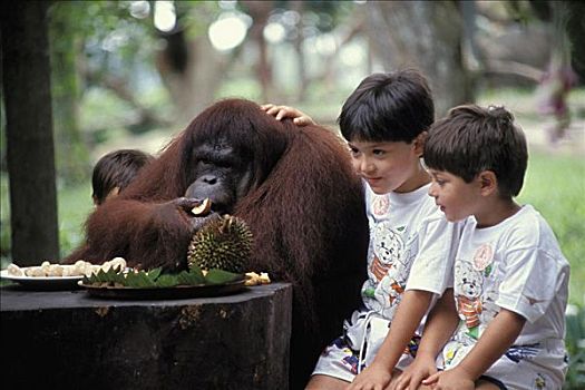 新加坡,孩子,坐,猩猩,无肖像权