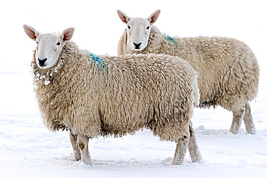 家羊,切维厄特绵羊,母羊,两个,站立,雪,湖区,坎布里亚,英格兰,欧洲,冬天
