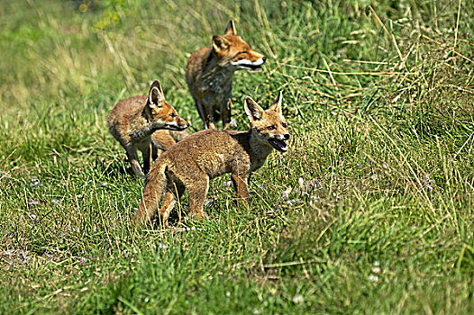红狐,狐属,幼兽,诺曼底
