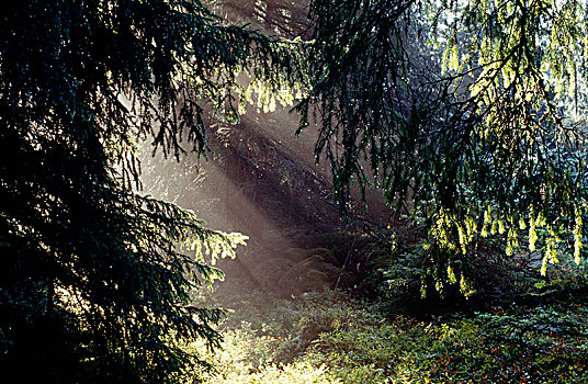 光线,阳光,树林,芬兰