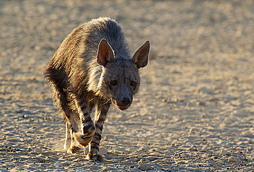 褐色,鬣狗,走,卡拉哈里沙漠,卡拉哈迪大羚羊国家公园,南非,非洲