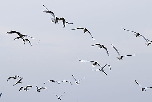 濒危物种遗鸥栖息在河北康保康巴诺尔湿地