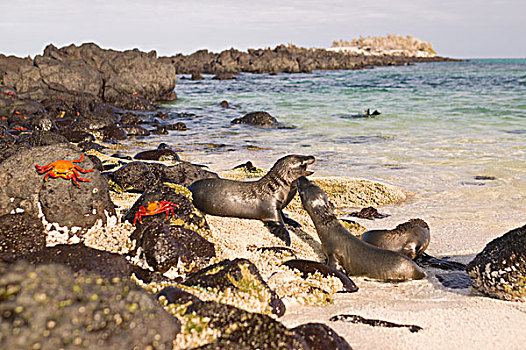 厄瓜多尔,加拉帕戈斯群岛,国家公园,海狮,加州海狮