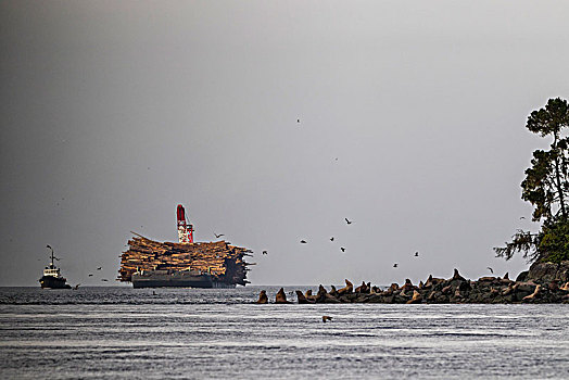 托船,原木,驳船,进入,通道,温哥华岛,海狮,正面,不列颠哥伦比亚省,加拿大