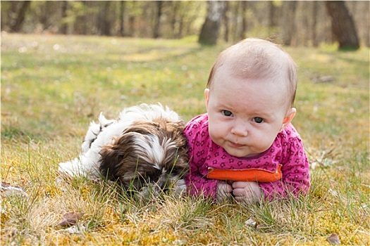 可爱,小狗,婴儿,公园