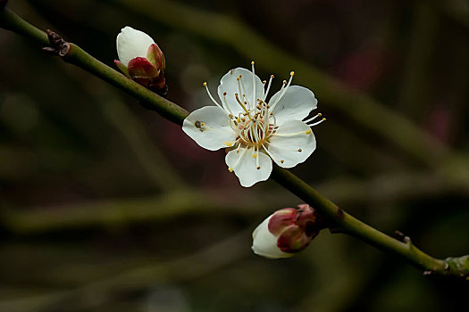 梅花香,自苦寒