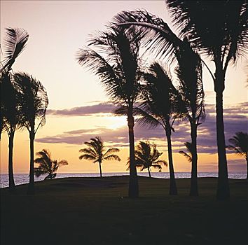 夏威夷,夏威夷大岛,瓦克拉,胜地,高尔夫球场,海滩,场地,剪影,棕榈树,日落