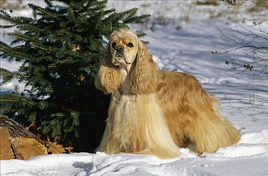可卡犬,狗,肖像,雪中