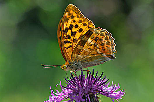 豹纹蝶,褐色,黑矢车菊,矢车菊,北莱茵威斯特伐利亚,德国,欧洲