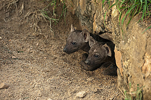 斑鬣狗,幼兽,出现,窝,克鲁格国家公园,南非