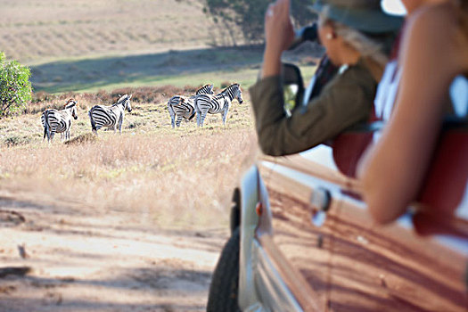 女人,看,斑马,交通工具,斯坦陵布什,南非