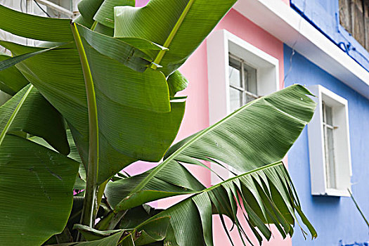 毛里求斯,南方,芭蕉属植物