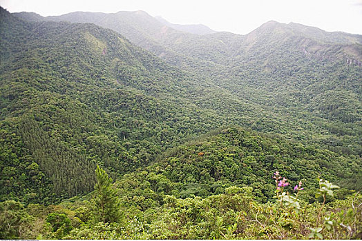 植被,上方,山,圣保罗,巴西