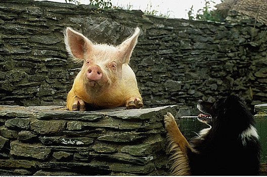 猪,狗,石墙