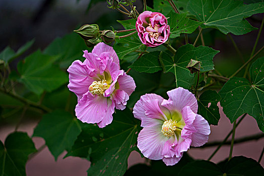 芙蓉花,木芙蓉,木莲