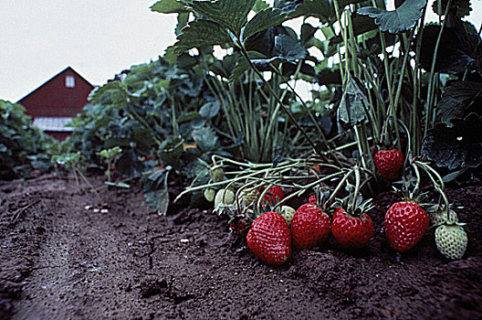 草莓,农场