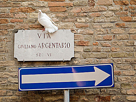 意大利,拉文纳,鸽子,栖息,路标,标识,指向,右边