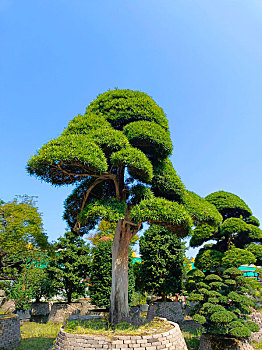 苗木基地,园林绿化