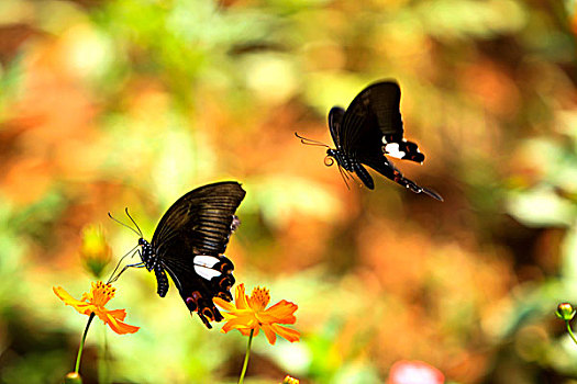 两只蝴蝶在花丛中飞舞