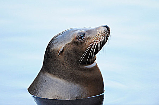 加州海狮,水中