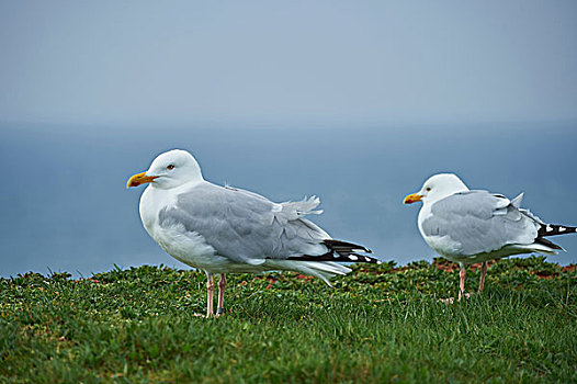 特写,海鸥,黄腿鸥,春天,四月,赫尔戈兰岛,小岛,北德